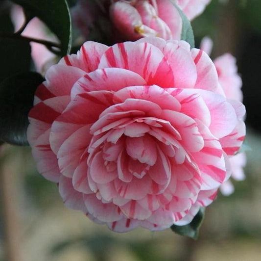 Camellia japonica seeds