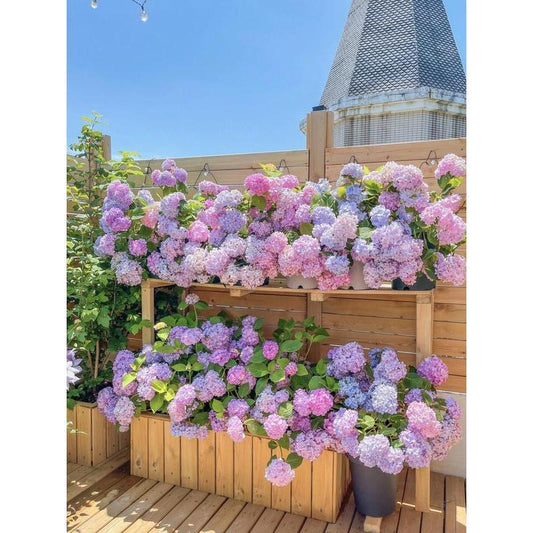 Hydrangea Flower Seeds 50 seeds Mixed Color Seeds Colorful Perennial Blooms for Outdoor Gardens Hardy and Low Maintenance Seeds for Beautiful Landscapes