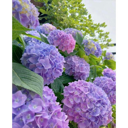 Hydrangea Seeds 50 seeds Mixed Color Seeds Stunning Perennial Flower Seeds for Gardeners Hardy Blooms Perfect for Landscaping and Garden Beautification