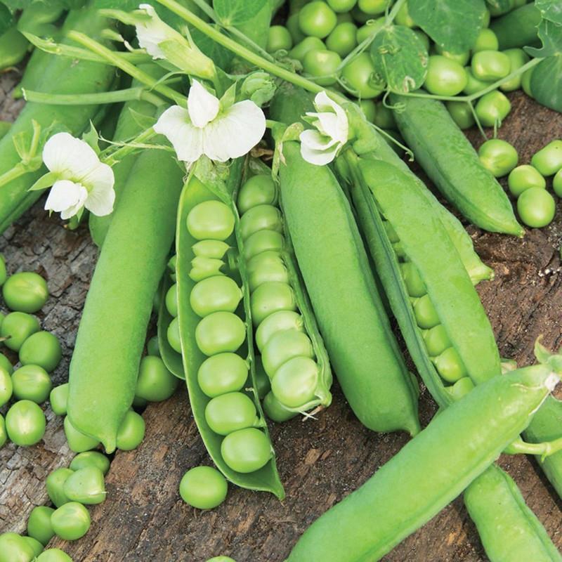 Pea Karina Organic