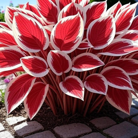 800 PCS Mixed Color Hosta Seeds, Easy to Grow Perennial, Shade-Tolerant, Low Maintenance, Ideal for Borders & Shady Gardens