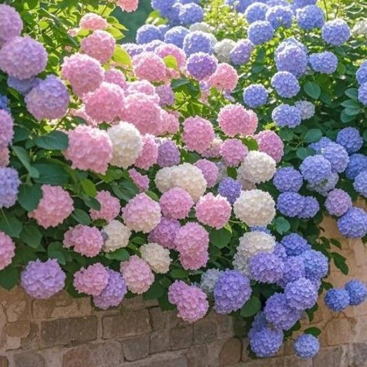 Hydrangea Seeds Mixed Colors – 200 Count – Grow Stunning Pastel & Bright Blooms