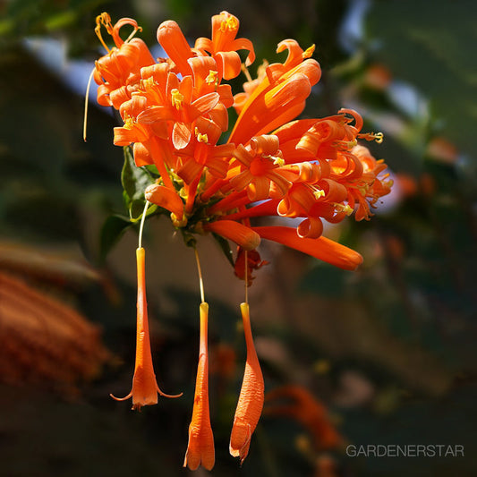 🏵️Pyrostegia Venusta Climing Flower Seeds