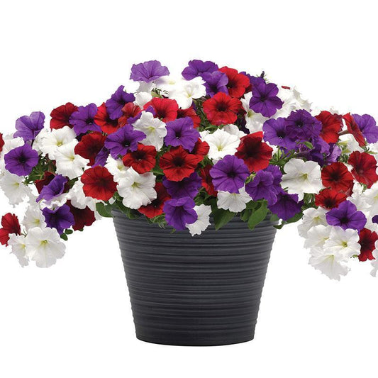 Calibrachoa Paradise Island