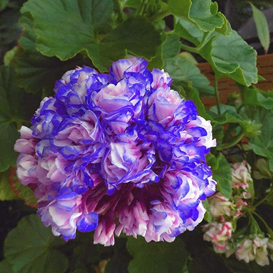 Rare 'Night Blue' Geranium Seeds Appleblossom Rosebud Pelargonium Perennial