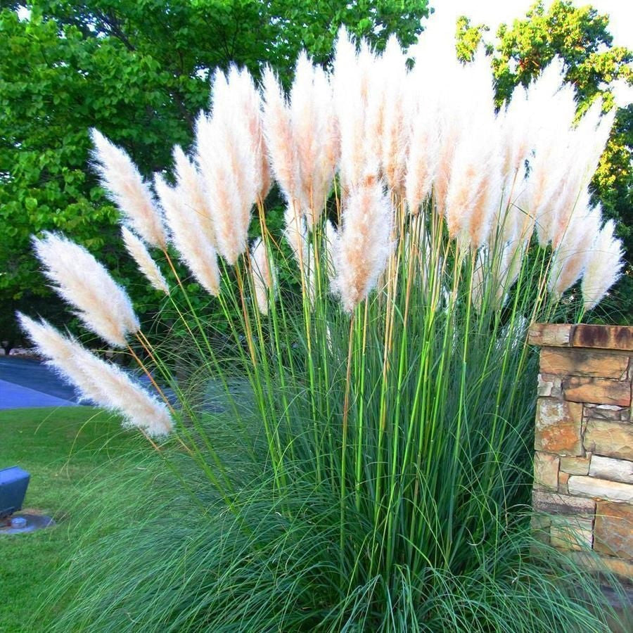 Mixed Pampas Grass Ornamental Seeds