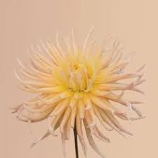 APRICOT STAR