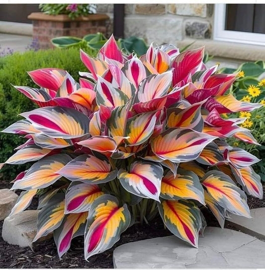 800+pcs Mixed Color Hosta Seeds – Shade-Loving Perennials with Stunning Foliage, Easy to Grow, Low Maintenance, Perfect for Pots & Garden Beds
