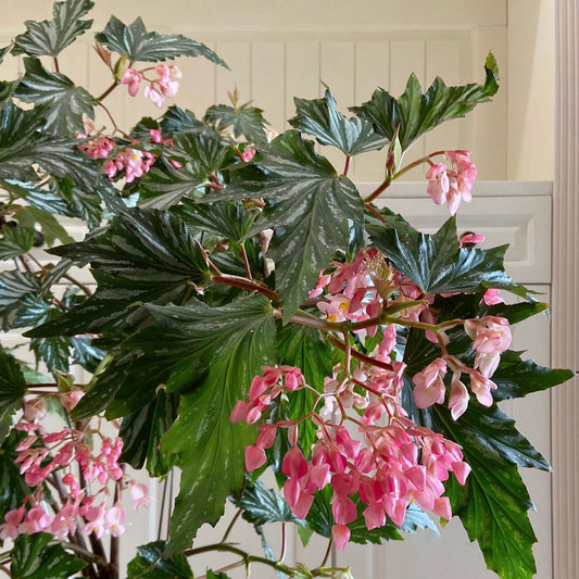 Begonia Aconitifolia