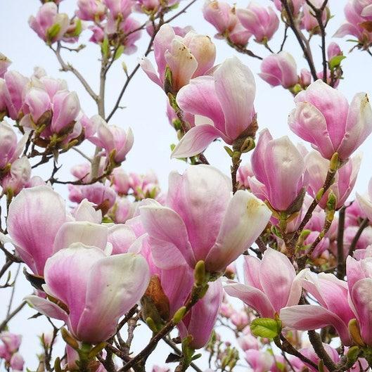 20pcs LILY MAGNOLIA Flower TREE Pink & Purple Fragrant Tulip Magnol Liliiflora Seeds