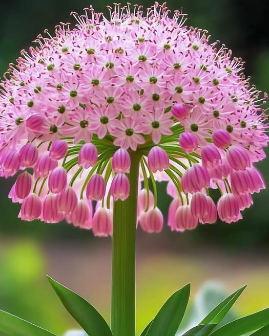 Giant Pink Lily-of-the-Valley 🌸✨