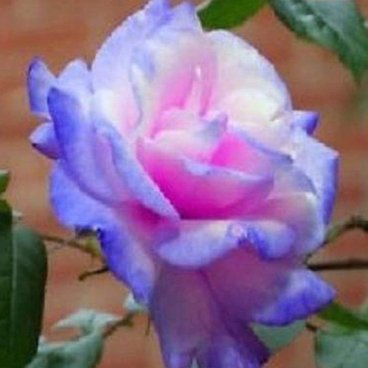 100 Pcs/Rare Bag Blue Pink Rose Seeds Scented Plants Flowers