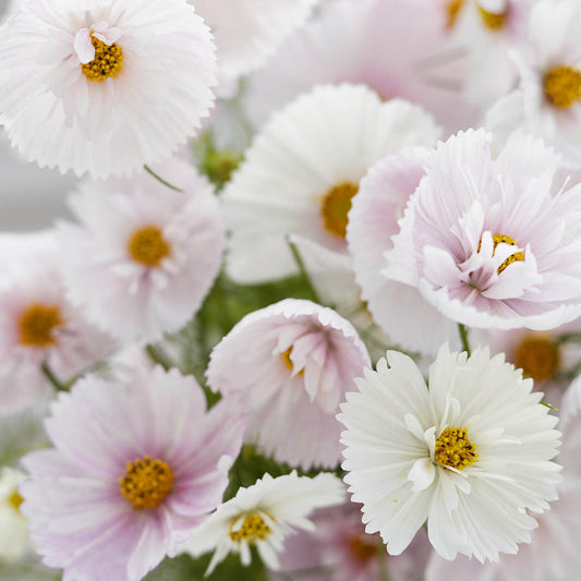 COSMOS CUPCAKE BLUSH FLOWER SEEDS