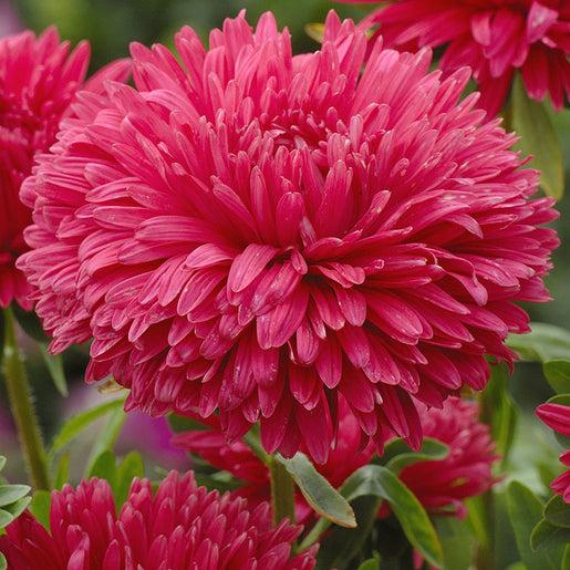 King Size Red