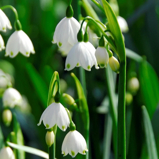 🌼Snowdrop Flower Seeds—Symbol Of Hope