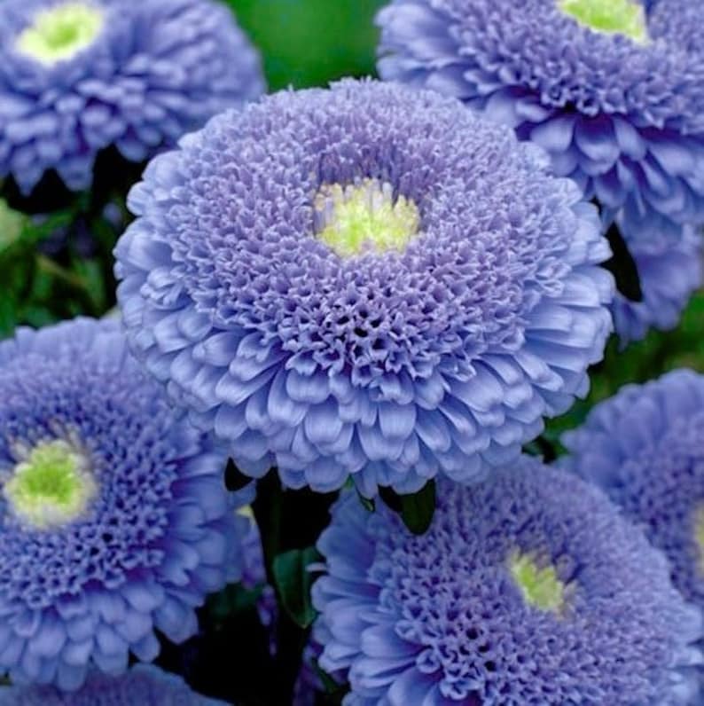 50 + seeds lovely double-flowered Sidonia Asters Blue