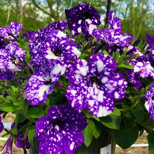 50/100Pcs 'Night Sky' Petunia Seeds