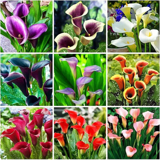 Calla Lily Seeds - Mixed - Beautiful Flowers Planting