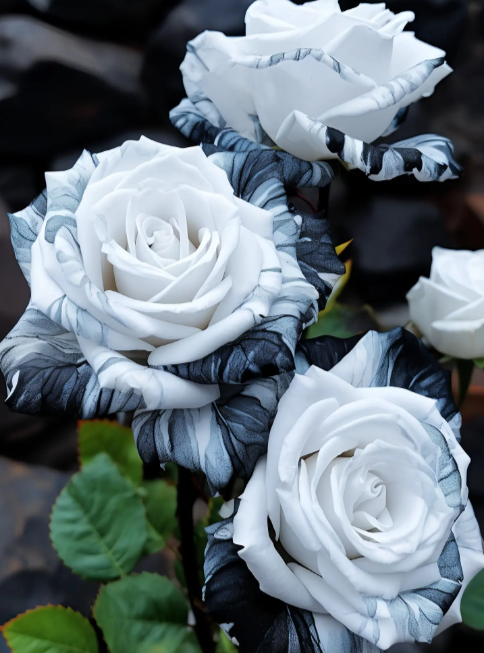 Rare Ink Rose Seeds