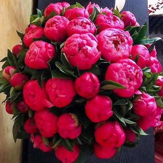 10Pcs Chinese Peony Flower Seeds Perennial Paeonia Suffruticosa Bonsai Plants Home Garden