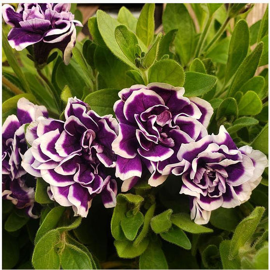 Petunia Seeds, Double Pirouette Purple F1