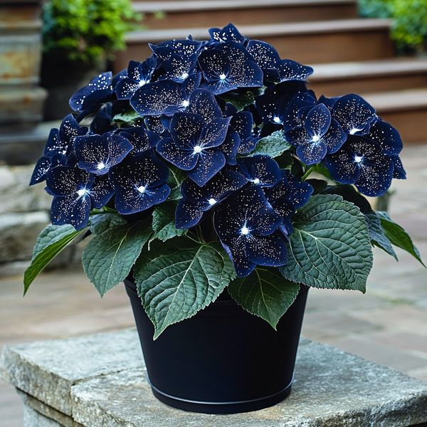 Midnight Wings Begonia ๐ฆ๐