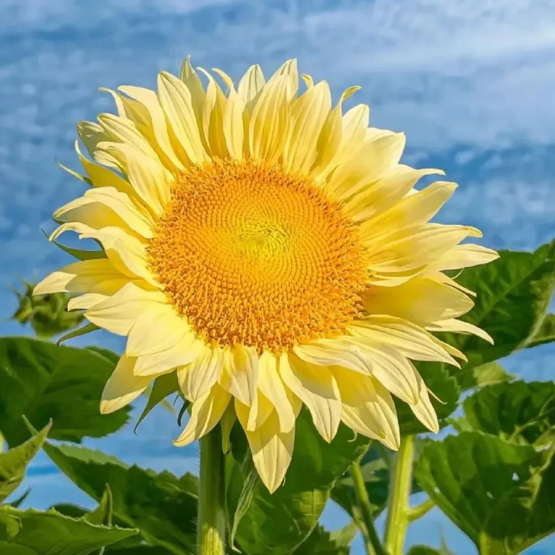 🌺Last Day Sale--60% Off💐 Sunflower Seeds🌻Sunshine