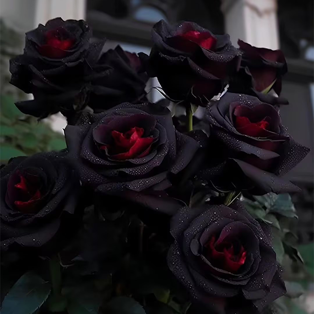 Rare Black Red Rose Flower Seeds