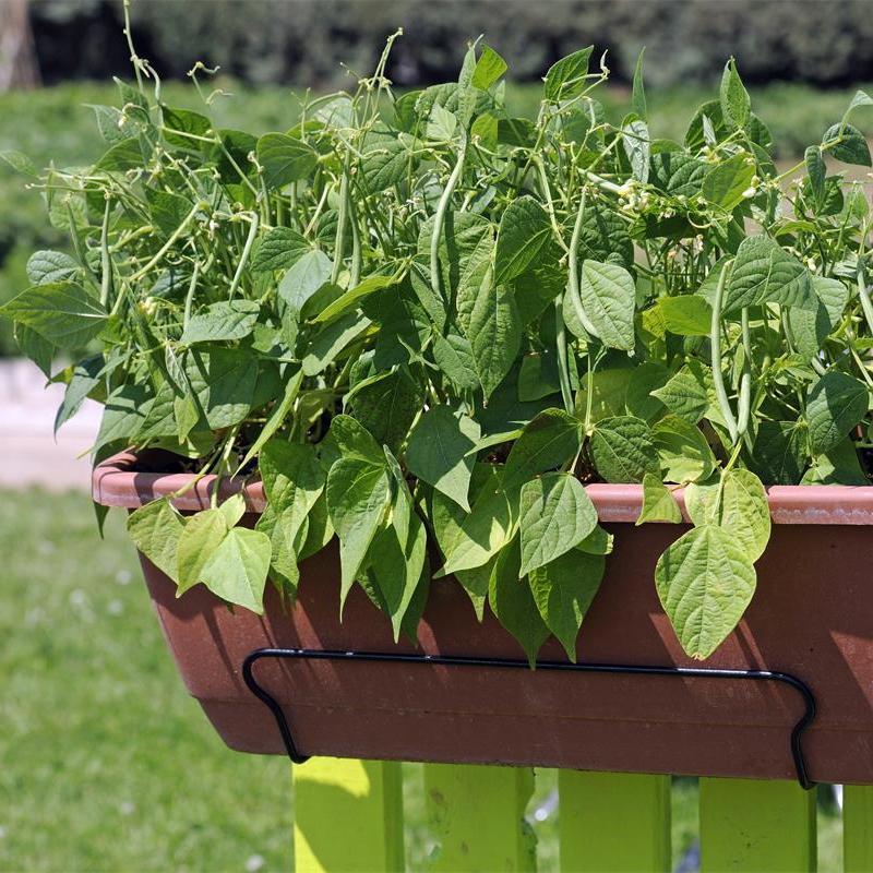 Container Bush Beans French Mascotte