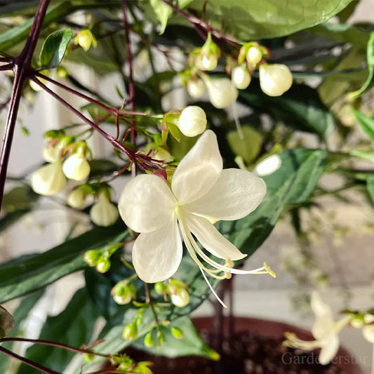 🌼Weeping Jasmine Seeds - White Jade Butterfly