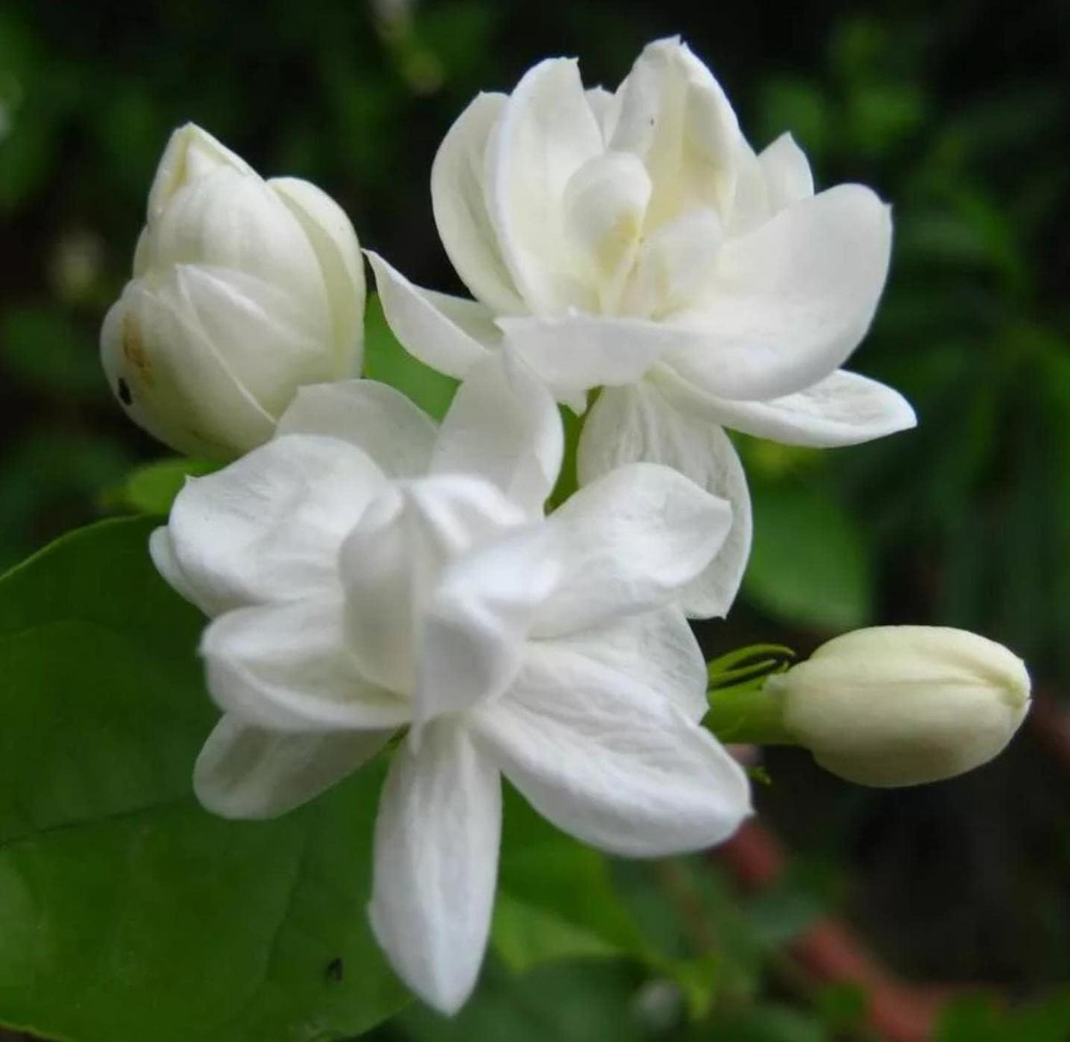 Silver Jasmine 80+ Climbing Flower Seeds - Non-GMO, Non-Virginic, Suitable for Planting in Gardens, Balconies & Floral Arrangements