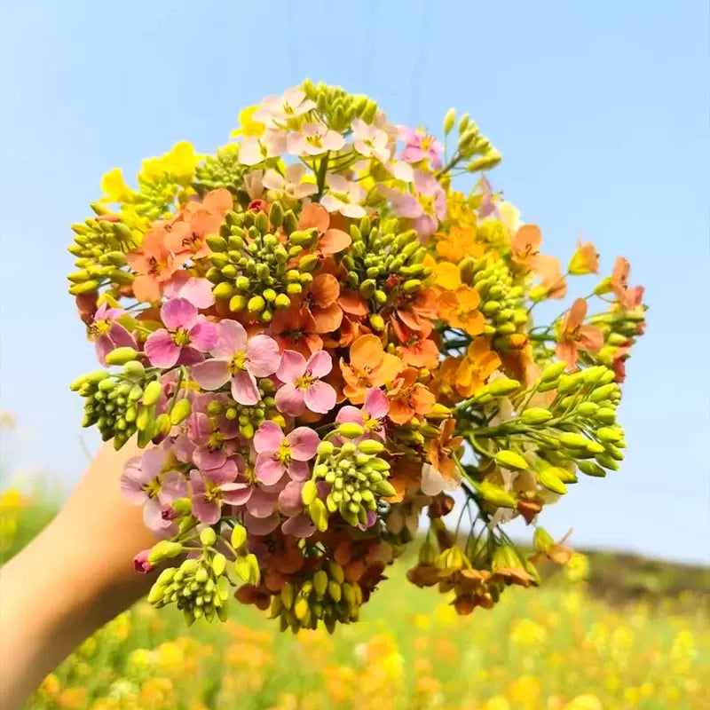 Colorful Rapeseed Flower Seeds