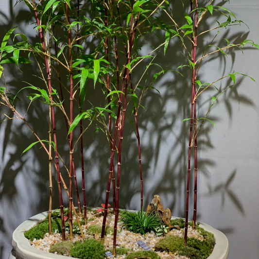 🎋Ornamental Miniature Purple Bamboo——“Lucky Feng Shui Bamboo”