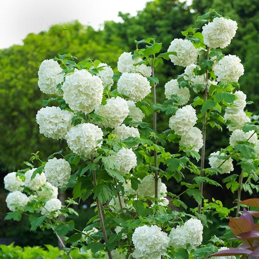 200+ Hydrangea Seeds – Grow Colorful, Lush Blooms for Your Garden or Patio, Easy to Plant, Perfect for Pots & Borders