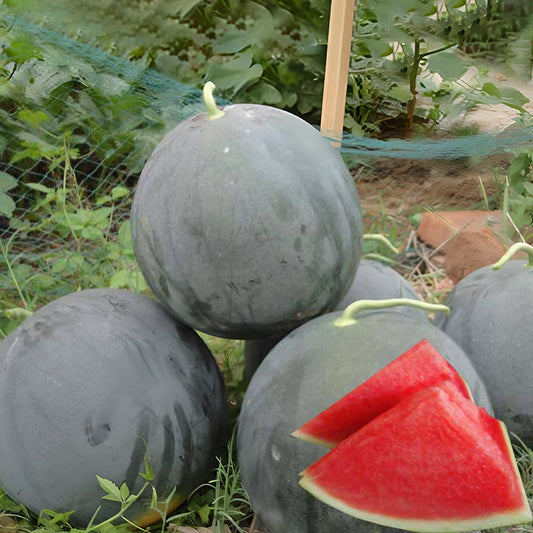 Black Diamond Watermelon Seeds
