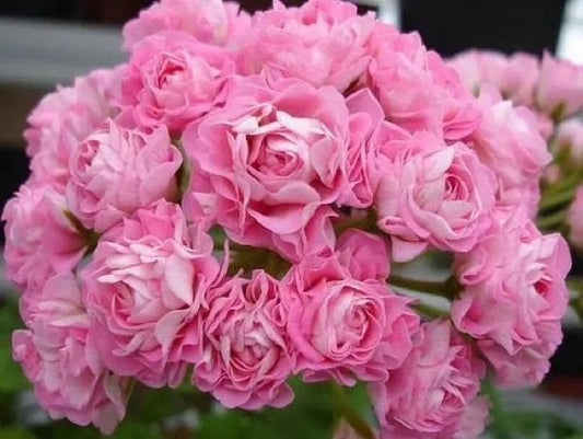 Rose Red Apple Blossom Geranium Seeds