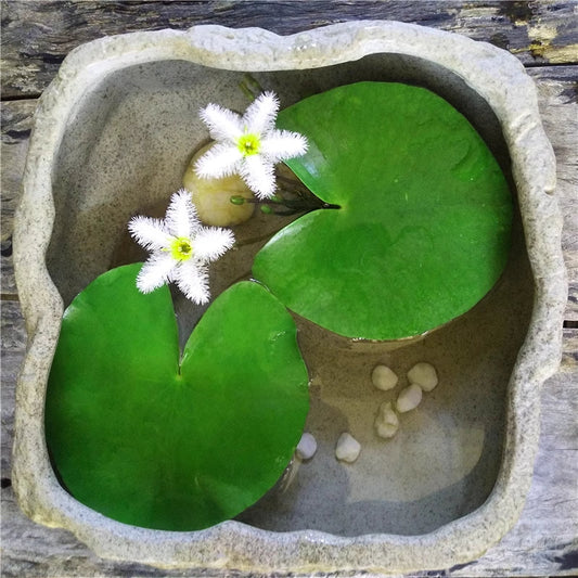 Water Snowflake Nymphoides indica