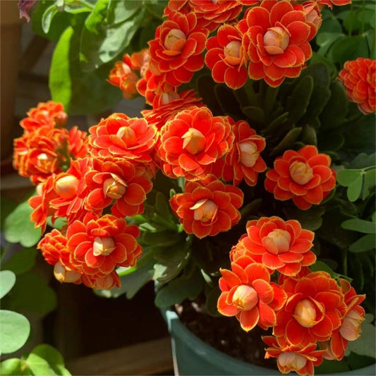 🌺Golden Fox Longevity Flower Seeds—Health And Longevity