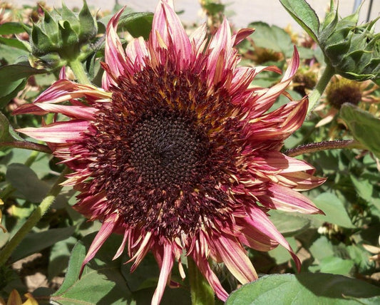 Uniquely different Double Dandy Sunflower Seeds 50 Per Pack