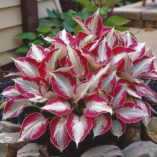 800pcs Red White Hosta Seeds Low Maintenance Hosta Plant Seeds for Planting Perennial Seeds Indoor Outdoor
