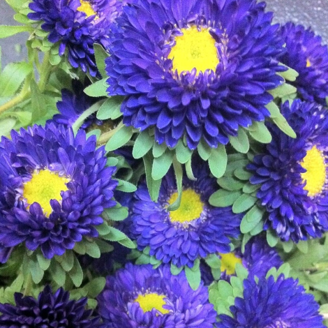Aster China Matsumoto Blue Flower