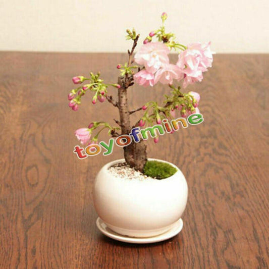 20PCS Cherry Bonsai Bonsai Tree Japanese New Blossoms Sakura seeds Flower Seeds