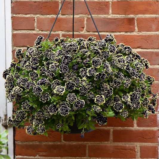 Petunia, Midnight Gold