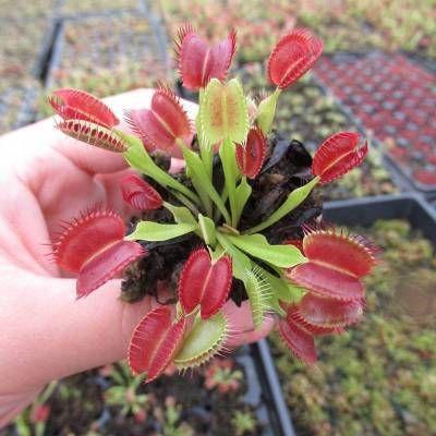 VENUS FLYTRAP SEEDS, PLANT SEEDS, INSECTIVOROUS PLANT, 100 SEEDS