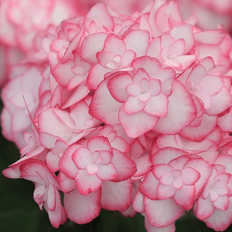 Outdoor hydrangea 'Miss Saori blue' 50 Seeds