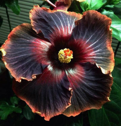 Rare Blue & White Hibiscus Seeds
