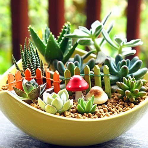 Succulent Plant Seeds