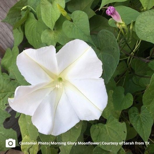 MOONFLOWER SEEDS