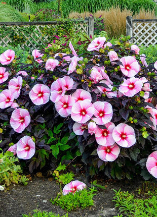 Sweet & Sultry Hibiscus Collection