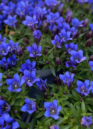 💙Plateau Elf Gentiana - Heart Of The Ocean💦